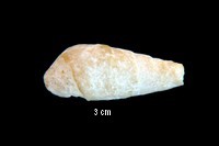 Pseudomelania urgonensis